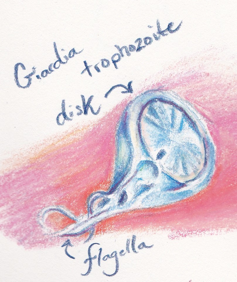 giardia-image